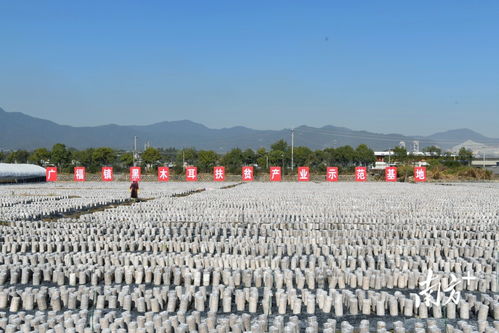 小木耳，大機(jī)遇 梅州南方長壽生物科技公司掛牌粵港澳大灣區(qū)“菜籃子”生產(chǎn)基地，引領(lǐng)農(nóng)業(yè)科技新浪潮